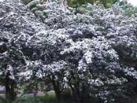 CMXŔɐBƖL̏ے̖؂́ATɍ炫ZCETUV(hawthornγ݁ACrataegus monogynaò޽ɼެ)